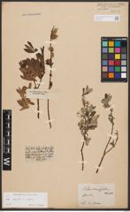 Foto von Salix aurita L. x Salix repens L.